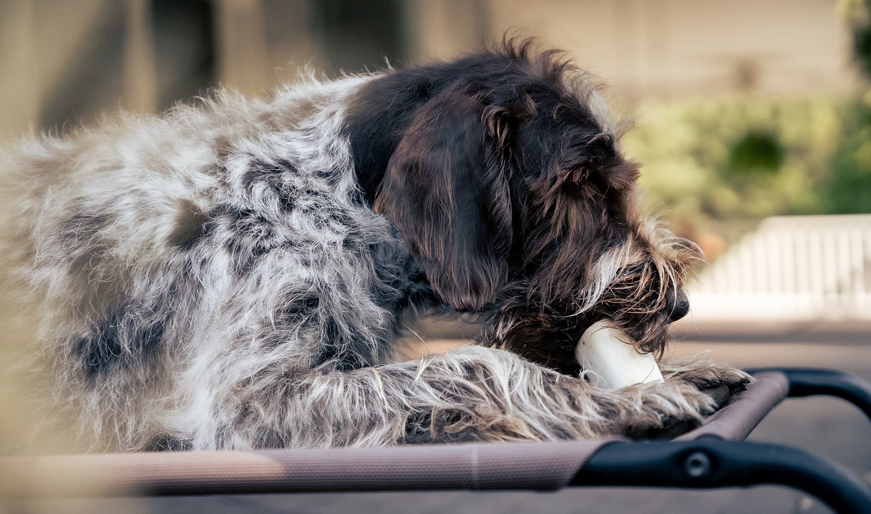 Hank and Roy Dog with treat